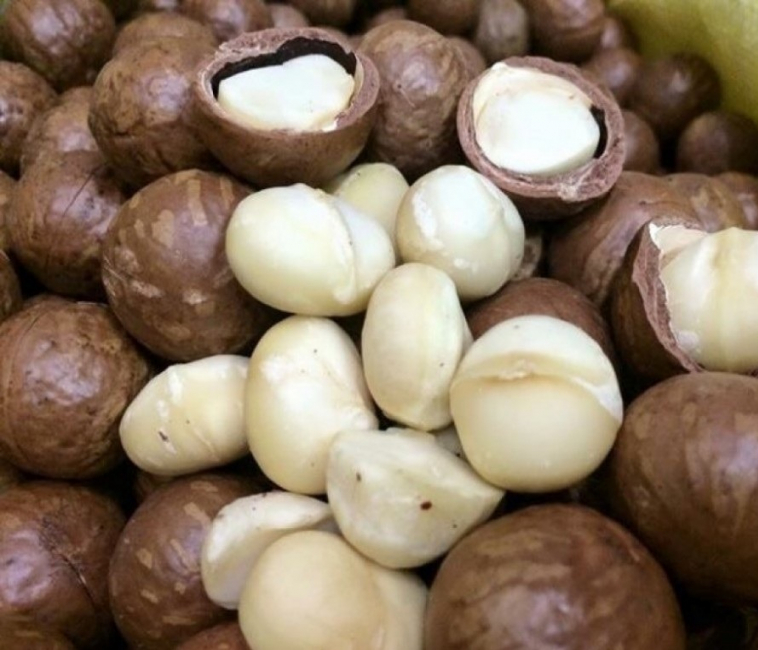 gallery/macadamia nuts